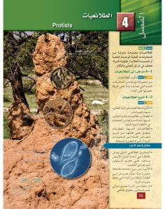 الفصل الرابع الطلائعيات – المنهاج السعودي