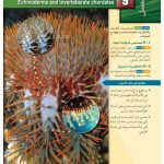 الفصل التاسع شوكيات الجلد واللافقاريات الحبلية – المنهاج السعودي