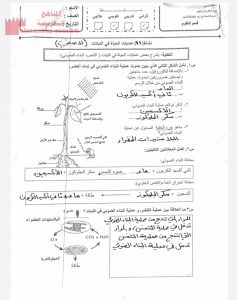 حل النشاطات لا صفية 11 و12