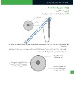 مذكرة حل أسئلة الوحدة الرابعة (التكاثر في الإنسان) في كتاب النشاط (أحياء) العاشر