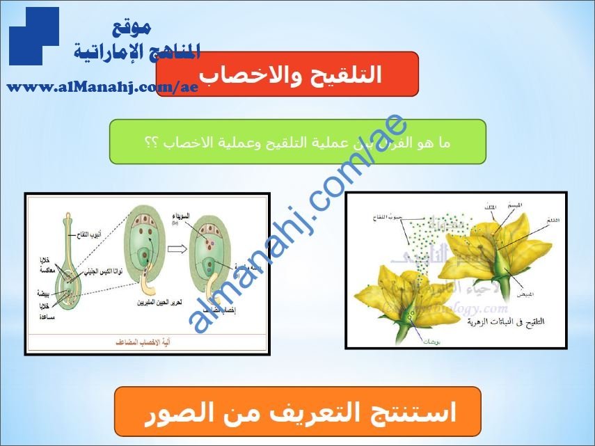 ملخص شرح مختصر في درس النباتات الزهرية (القسم الثالث), (علوم) الحادي عشر المتقدم