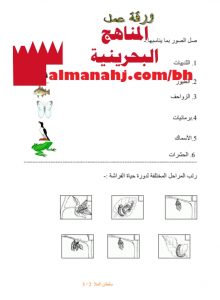 ورقة عمل لدرس الفراشة (علوم) الثاني