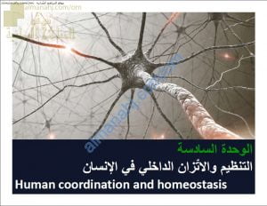 ملخص شرح درس التنظيم في الإنسان مع حل الأنشطة (أحياء) التاسع