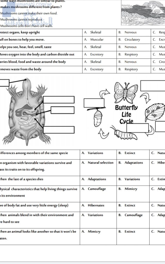 مراجعة علوم, منهج انجليزي (علوم) الرابع