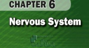 بوربوينت الجهاز العصبي Nervous System (منهج إنجليزي), (علوم) العاشر العام