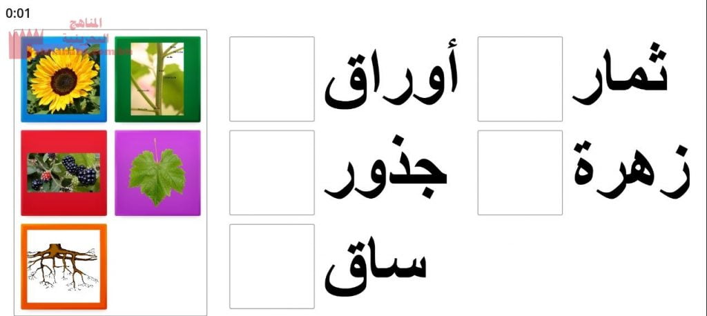 نشاط الكتروني في درس أجزاء النبات (علوم) الأول