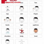 ورقة تعريفية لأعضاء جسم الإنسان (لغة انجليزية) الثاني