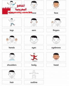 ورقة تعريفية لأعضاء جسم الإنسان (لغة انجليزية) الثاني