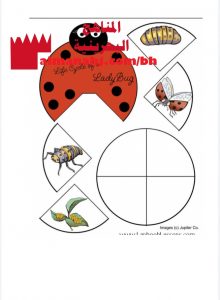 أوراق عمل دورات حياة الحيوانات