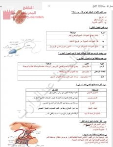 شرح درس التكاثر عند الإنسان