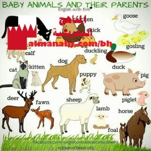 ورقة عمل لأسماء الحيوانات وصغارهم (لغة انجليزية) الثاني