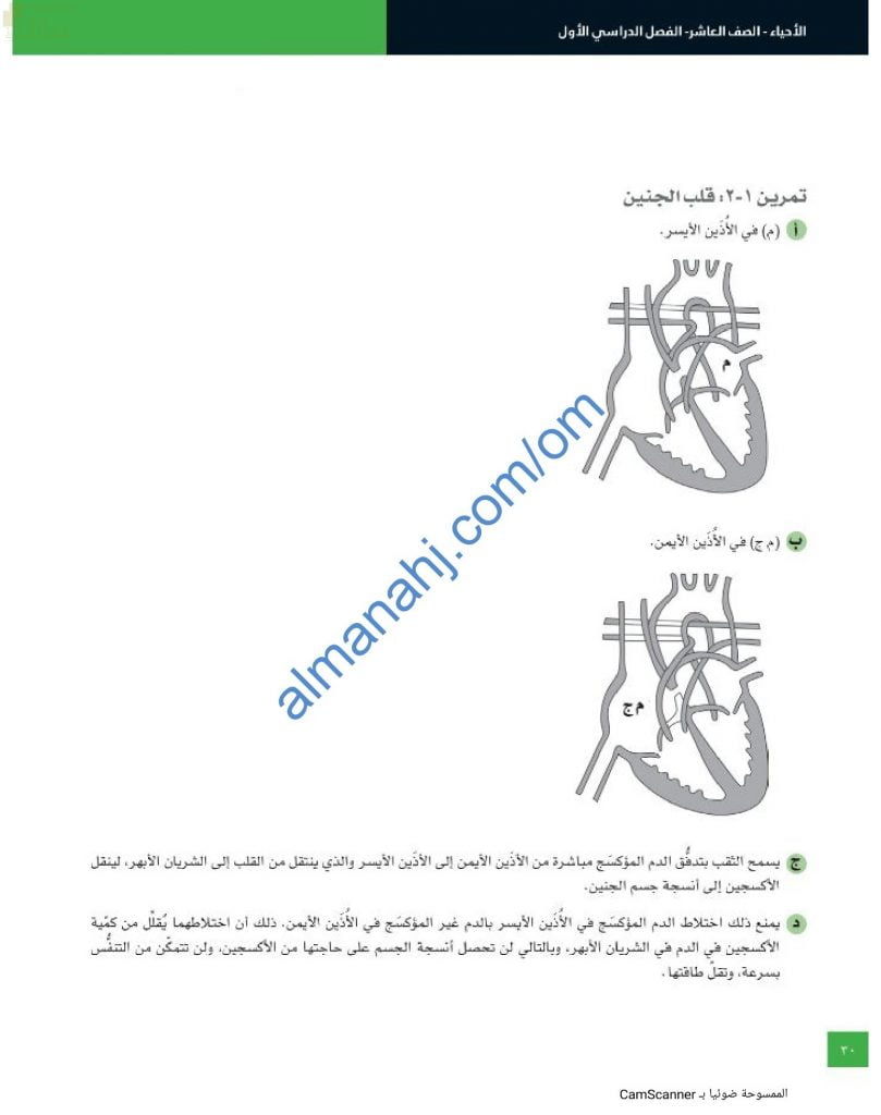 حل تمرين قلب الجنين من كتاب النشاط (أحياء) العاشر