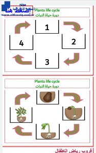 دورة نمو النباتات, (علوم) KG2