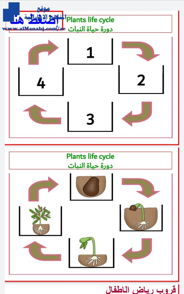 دورة نمو النباتات, (علوم) KG2