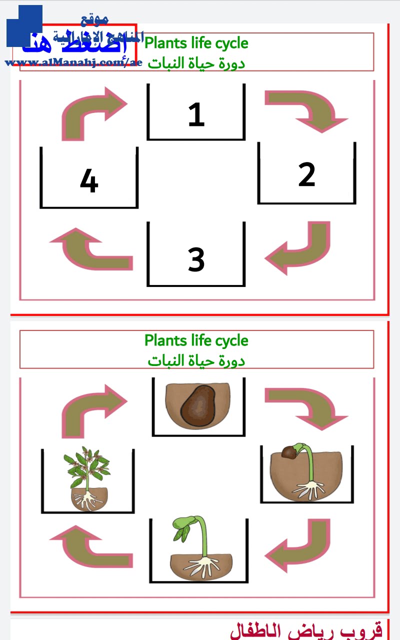 دورة نمو النباتات, (علوم) KG2