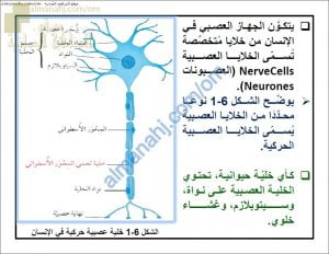 ملخص شرح درس الجهاز العصبي في الإنسان مع حل الأنشطة (أحياء) التاسع