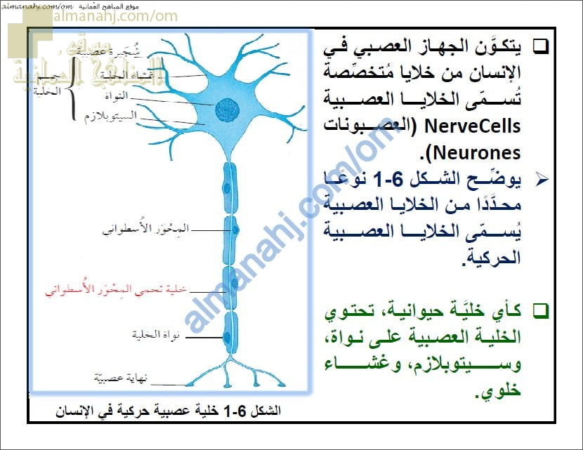 ملخص شرح درس الجهاز العصبي في الإنسان مع حل الأنشطة (أحياء) التاسع
