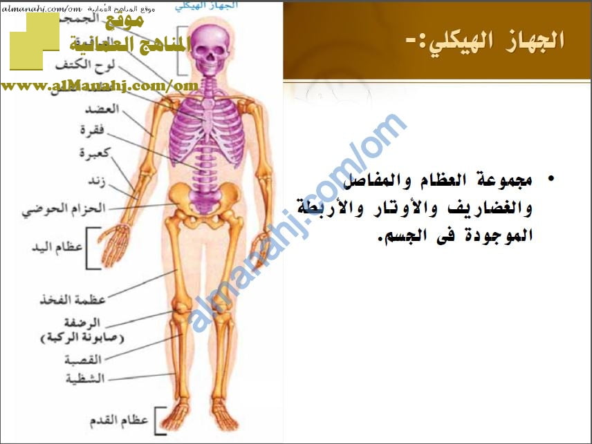 ملخص شرح درس العظام في جسم الإنسان ووظائف العظام والمفاصل وهشاشة العظام (أحياء) العاشر