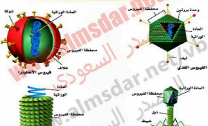 ملخص ومخططات شرح لأفكار المنهج (أحياء) الحادي عشر