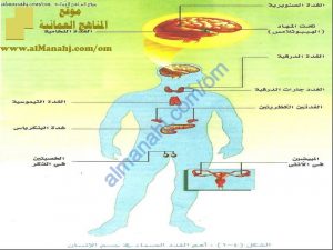 ملخص شرح التنظيم الهرموني مع مخططات مفاهيمية وأشكال توضيحية (أحياء) الثاني عشر