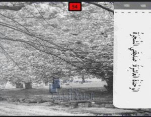 حل درس قصة (أحبك ياشجرتي العزيزة) كتاب النشاط, (لغة عربية) الخامس