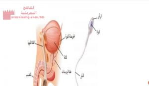 أجهزة التكاثر عند الإنسان