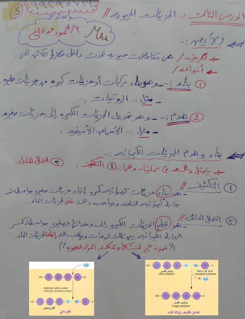 ملخص شرح شامل لدرس الجزيئات الحيوية (أحياء) الحادي عشر