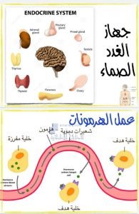 ملخص جهاز الغدد الصماء, (علوم) الثاني عشر العام