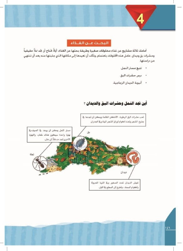 أوراق عمل البحث عن الغذاء مع دليل التصحيح, (لغة عربية) الرابع