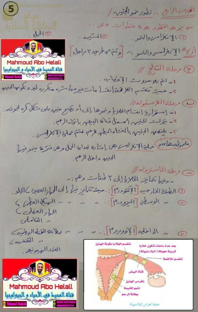 ملخص شرح درس تطور نمو الجنين (علوم وبيئة) الثاني عشر