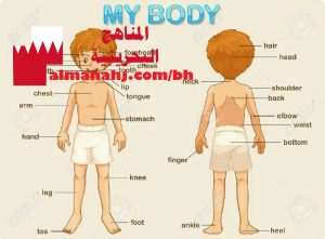 أعضاء جسم الإنسان