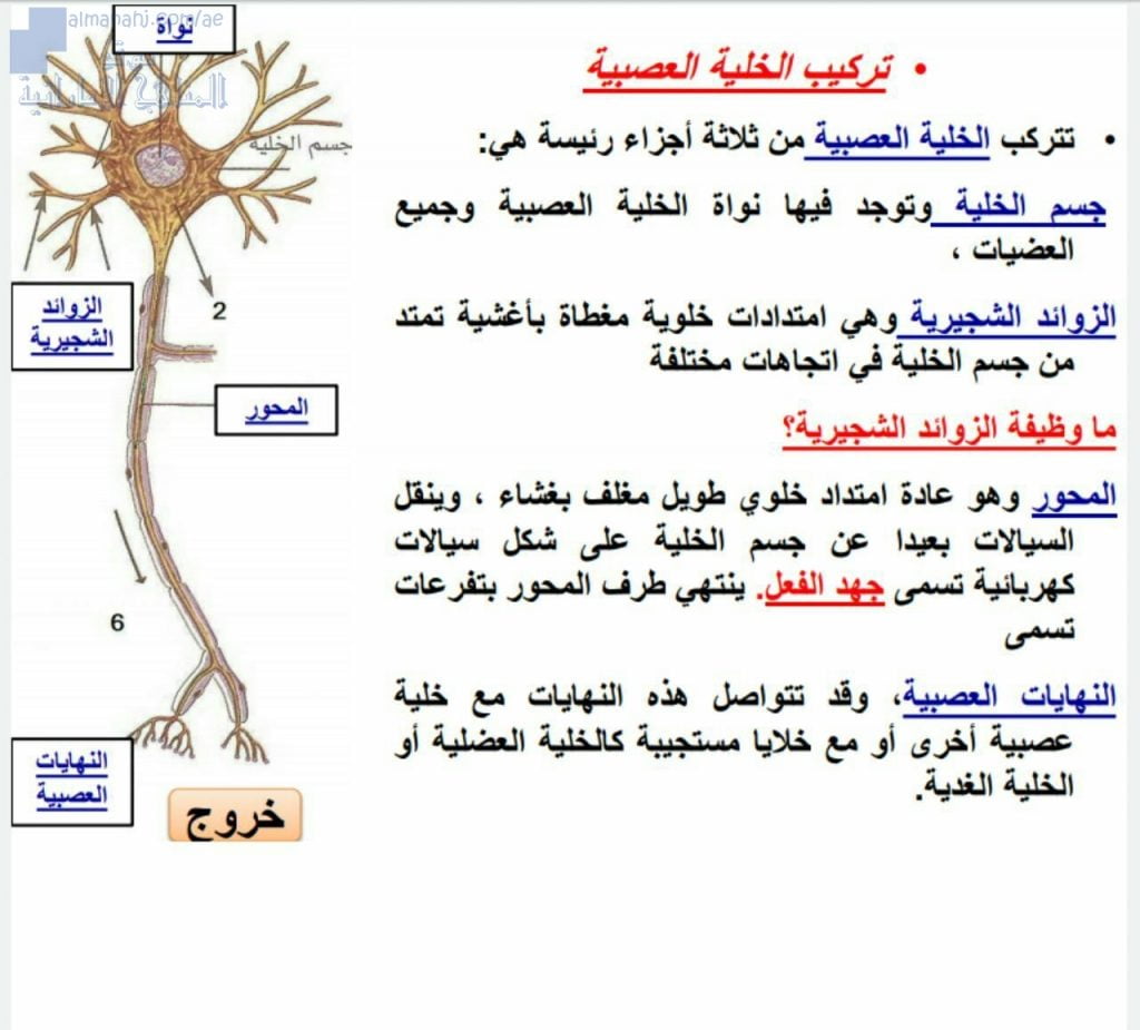 مذكرة لتركيب الخلية العصبية, (علوم) التاسع المتقدم