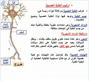 مذكرة لتركيب الخلية العصبية, (علوم) التاسع المتقدم