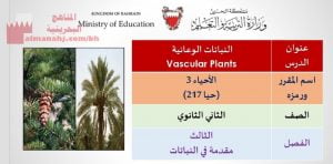 شرح درس النباتات الوعائية