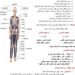 تلخيص الجهاز الهيكلي, (علوم) الثاني عشر العام
