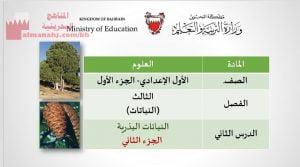 عرض بوربوينت لدرس النباتات البذرية الجزء الثاني