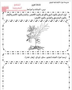 نشاط تعزيزي عن النبات (علوم) الأول
