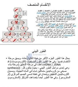 ملخص درس (الإنقسام المنصف), (علوم) التاسع المتقدم