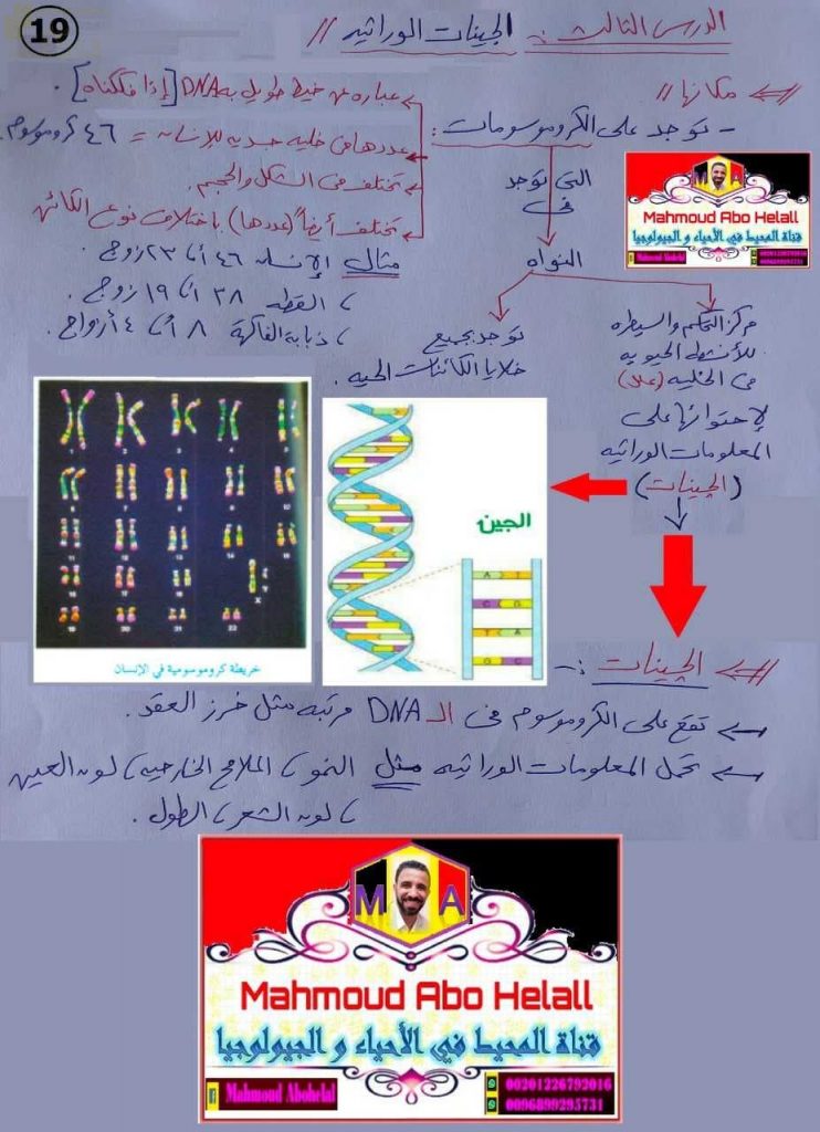 ملخص شرح درس الجينات الوراثية مع صور توضيحية (علوم وبيئة) الثاني عشر