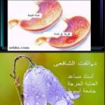 تحميل كتاب قرحة المعدة والتغذية PDF تأليف د. ألفت الشافعي مجانا [كامل]