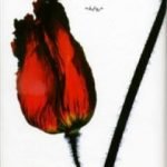 تحميل كتاب نار لا تشتعل PDF تأليف رالف روتمان مجانا [كامل]